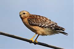 Red-shouldered Hawk